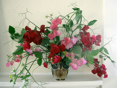 Owl Sweetpeas